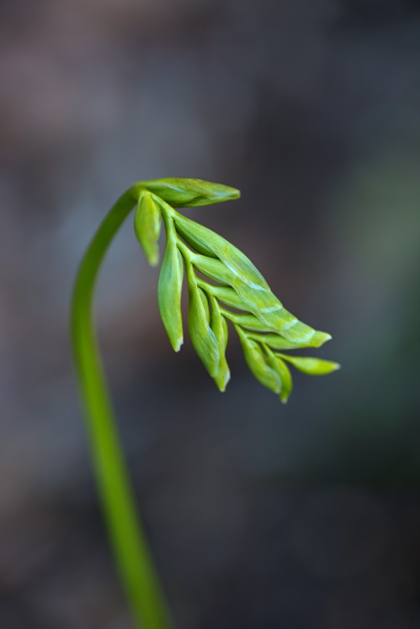 Freesia Waking Up by Joy Watson
